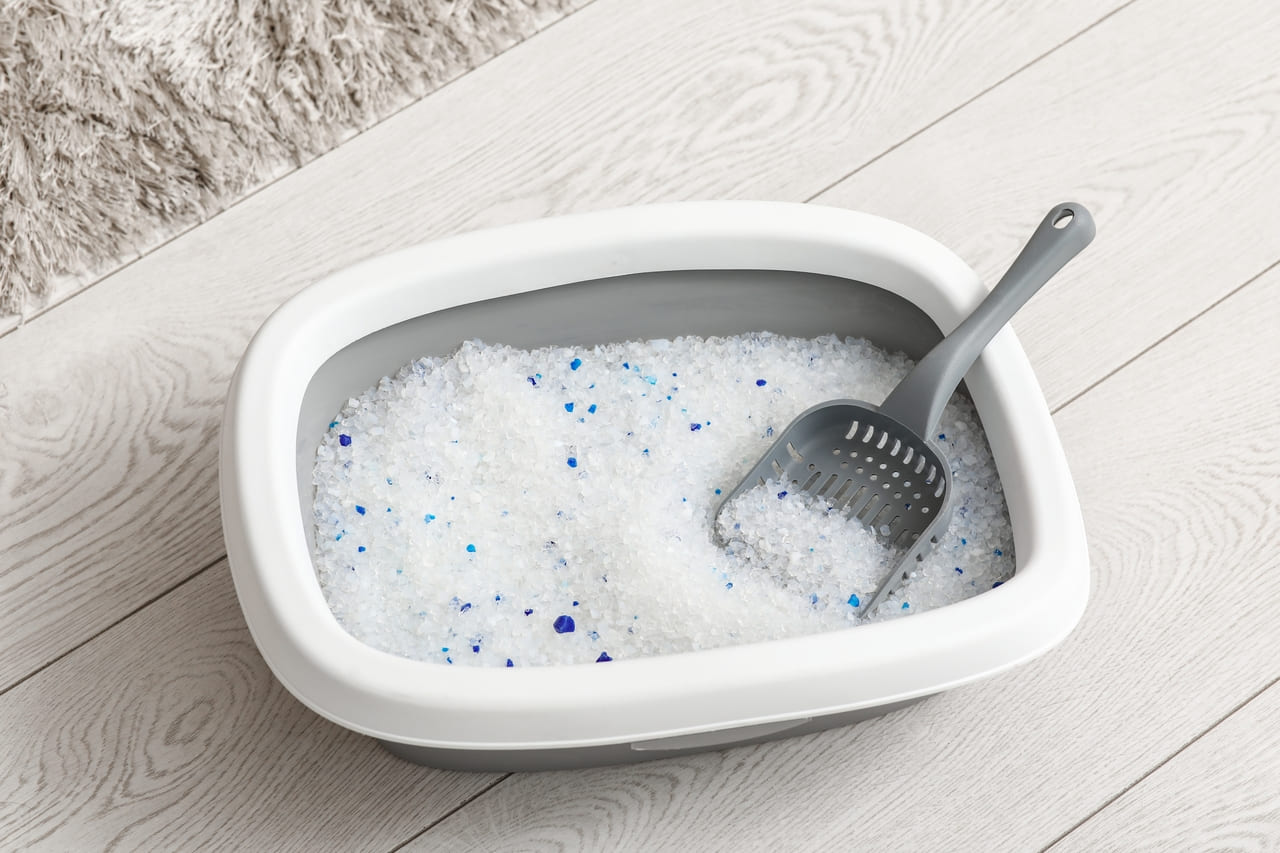 Photo principale de l'annonce